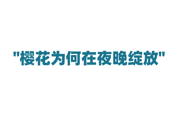 "樱花为何在夜晚绽放"